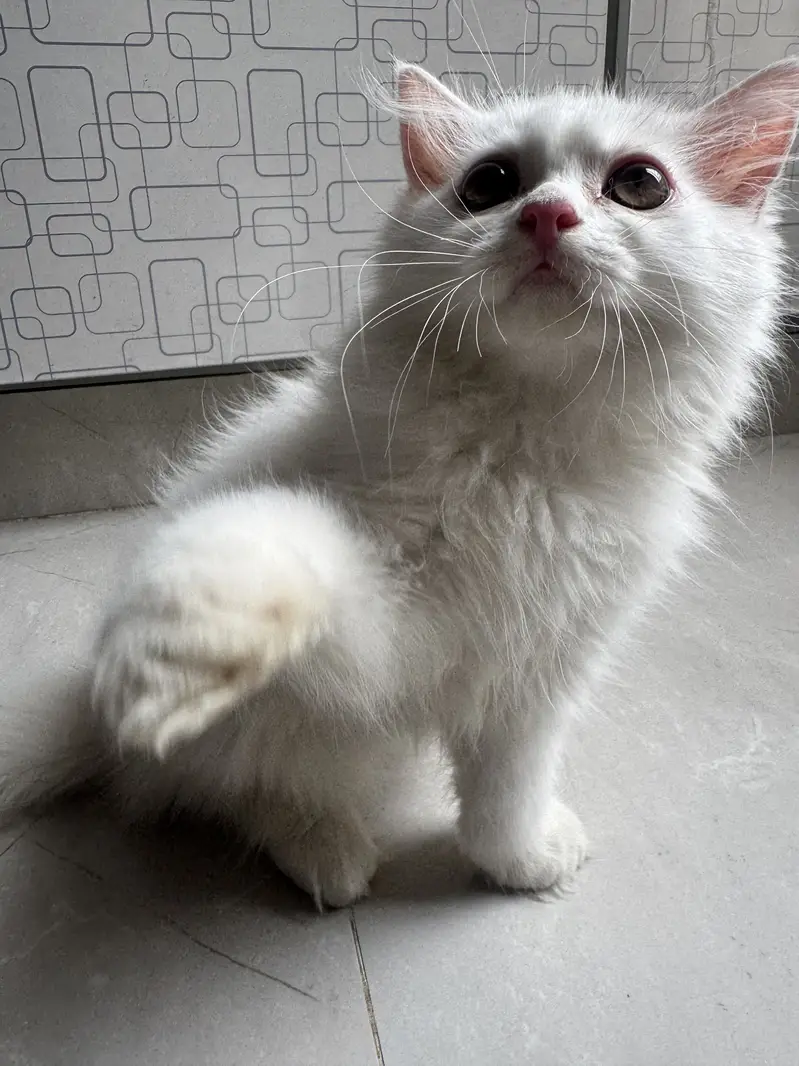 Persian triple coated kitten — photo 2