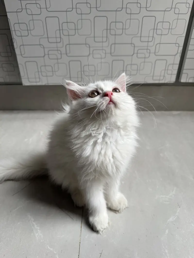 Persian triple coated kitten — photo 3