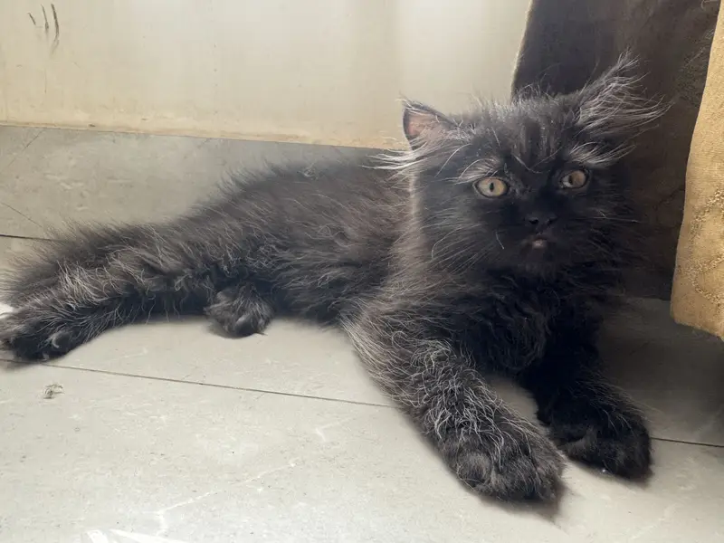 Persian triple coated kitten — photo 4