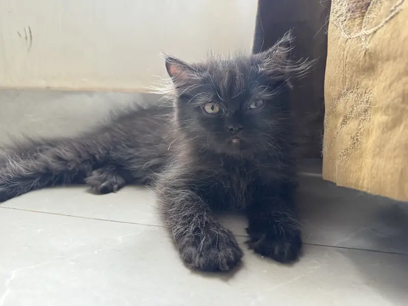 Persian triple coated kitten — photo 5