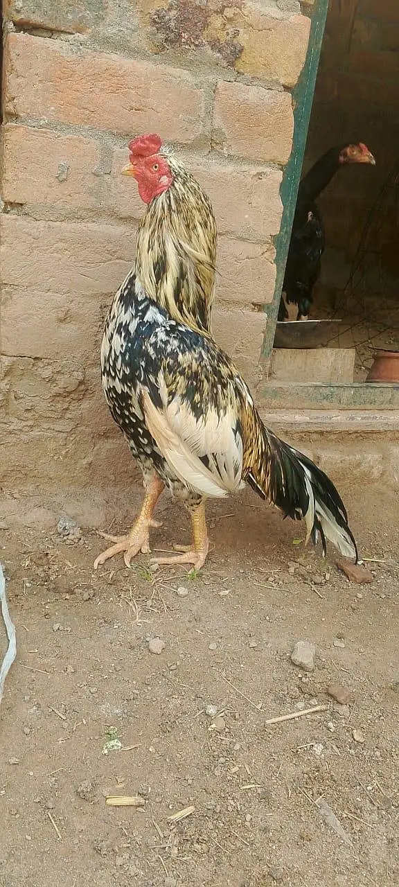 Zero size Aseel for Sale exchng posible with other — photo 4