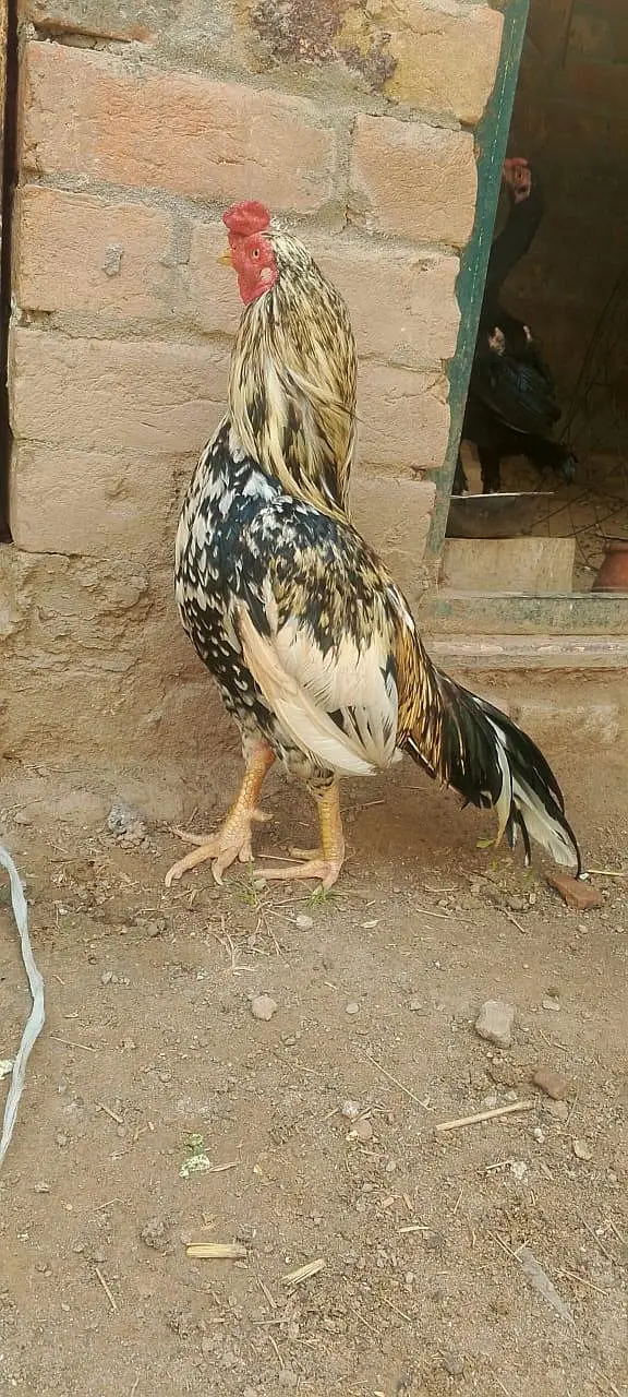 Zero size Aseel for Sale exchng posible with other — photo 5