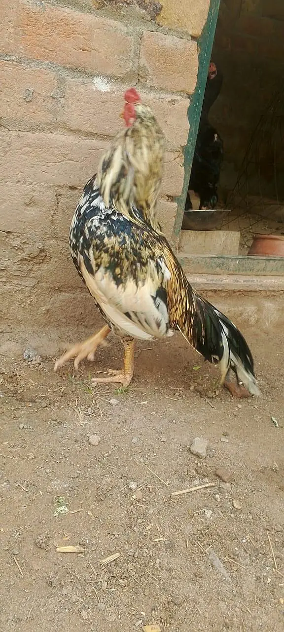 Zero size Aseel for Sale exchng posible with other — photo 6