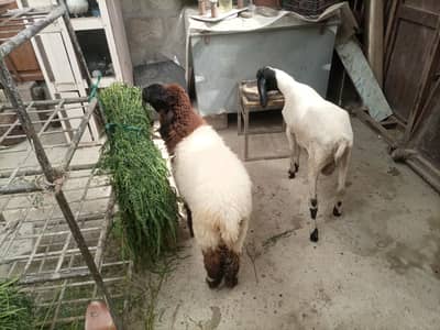 dumby ki jori Available for sale