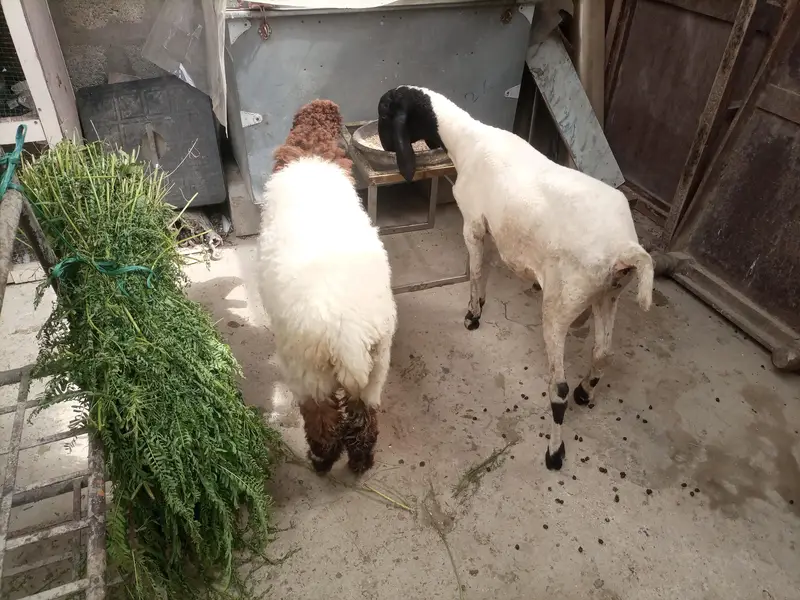 dumby ki jori Available for sale — photo 2