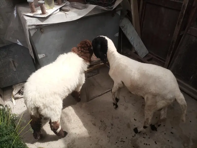 dumby ki jori Available for sale — photo 3