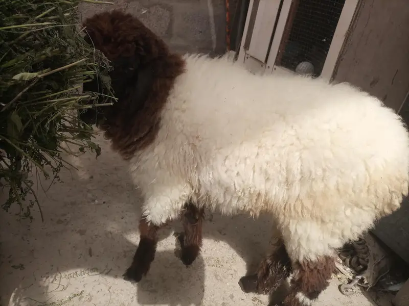 dumby ki jori Available for sale — photo 4