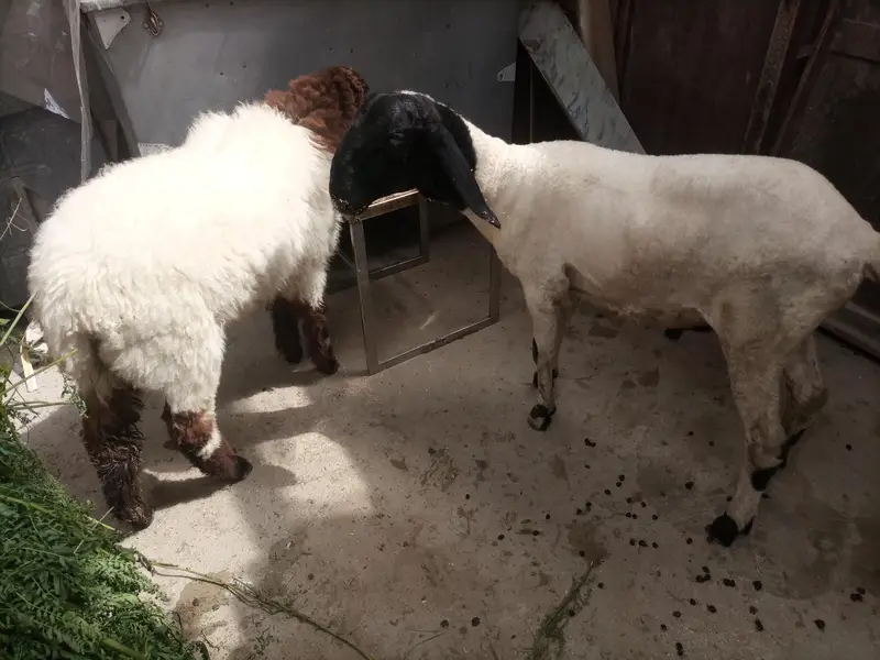 dumby ki jori Available for sale — photo 6