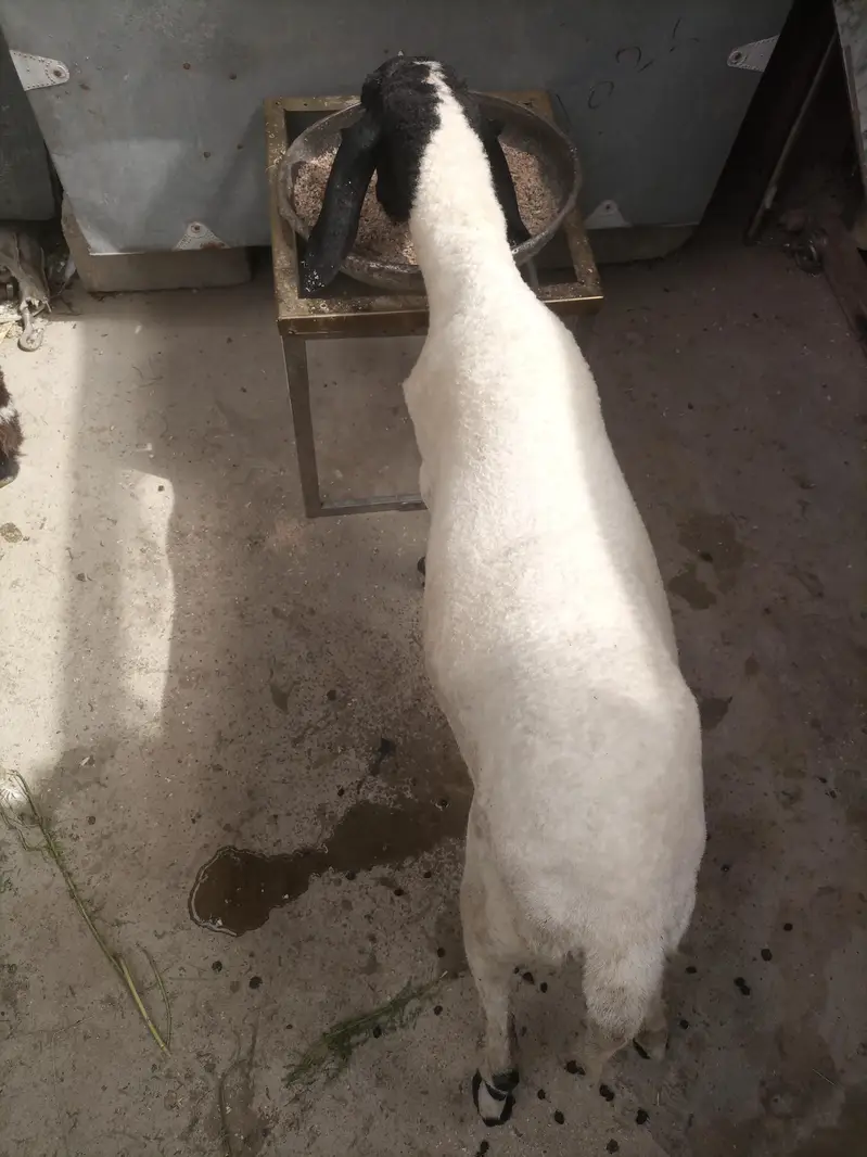 dumby ki jori Available for sale — photo 7