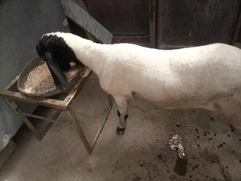 dumby ki jori Available for sale — photo 8