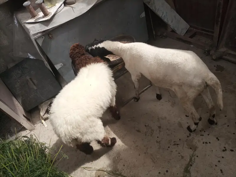 dumby ki jori Available for sale — photo 9
