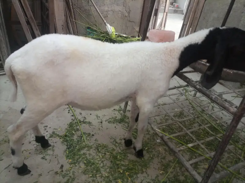 dumby ki jori Available for sale — photo 10