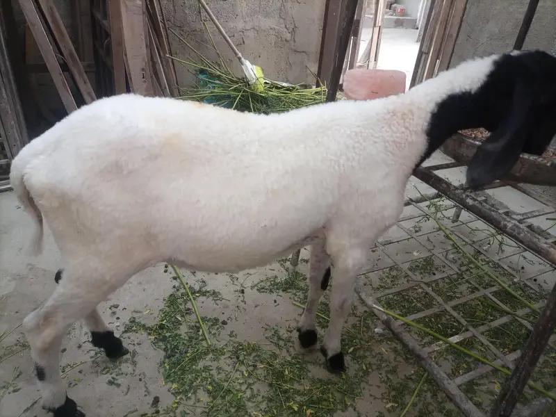 dumby ki jori Available for sale — photo 11
