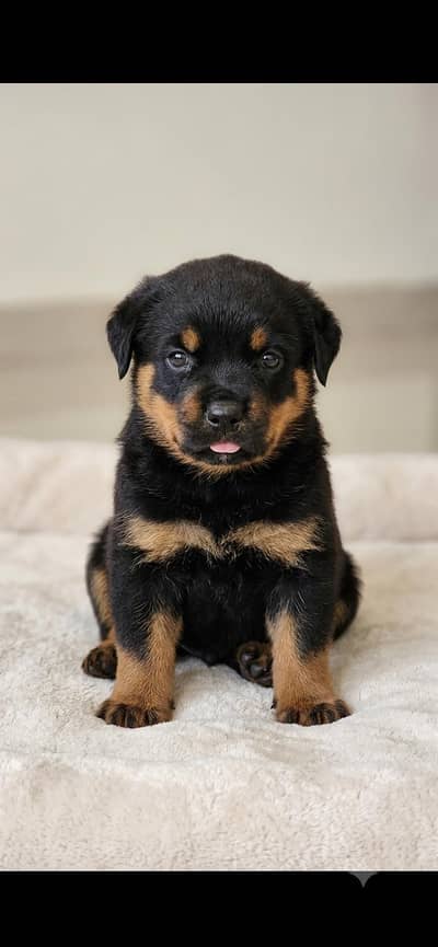 rottweiler female pup from pedigree parents and strong blood lines