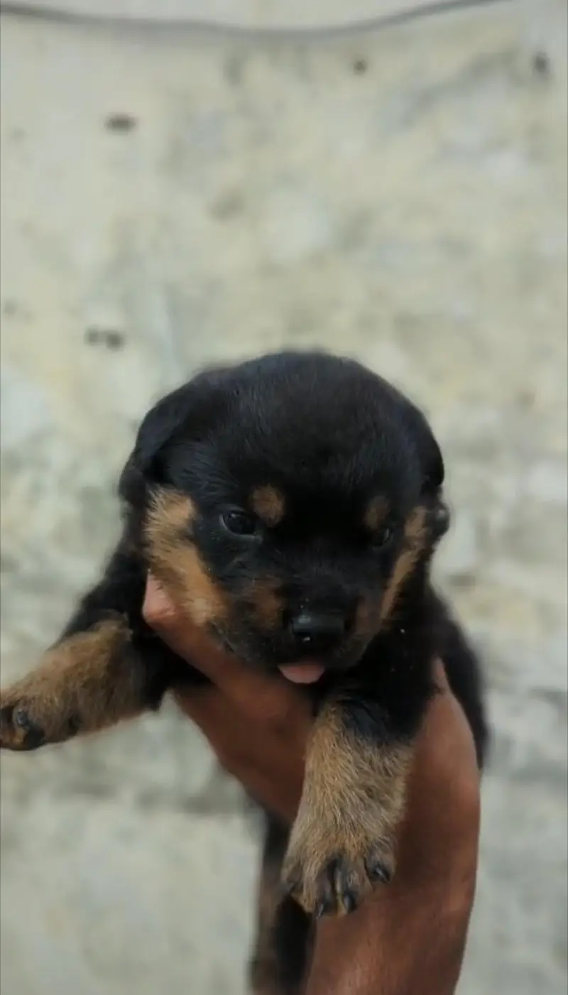 rottweiler female pup from pedigree parents and strong blood lines — photo 2