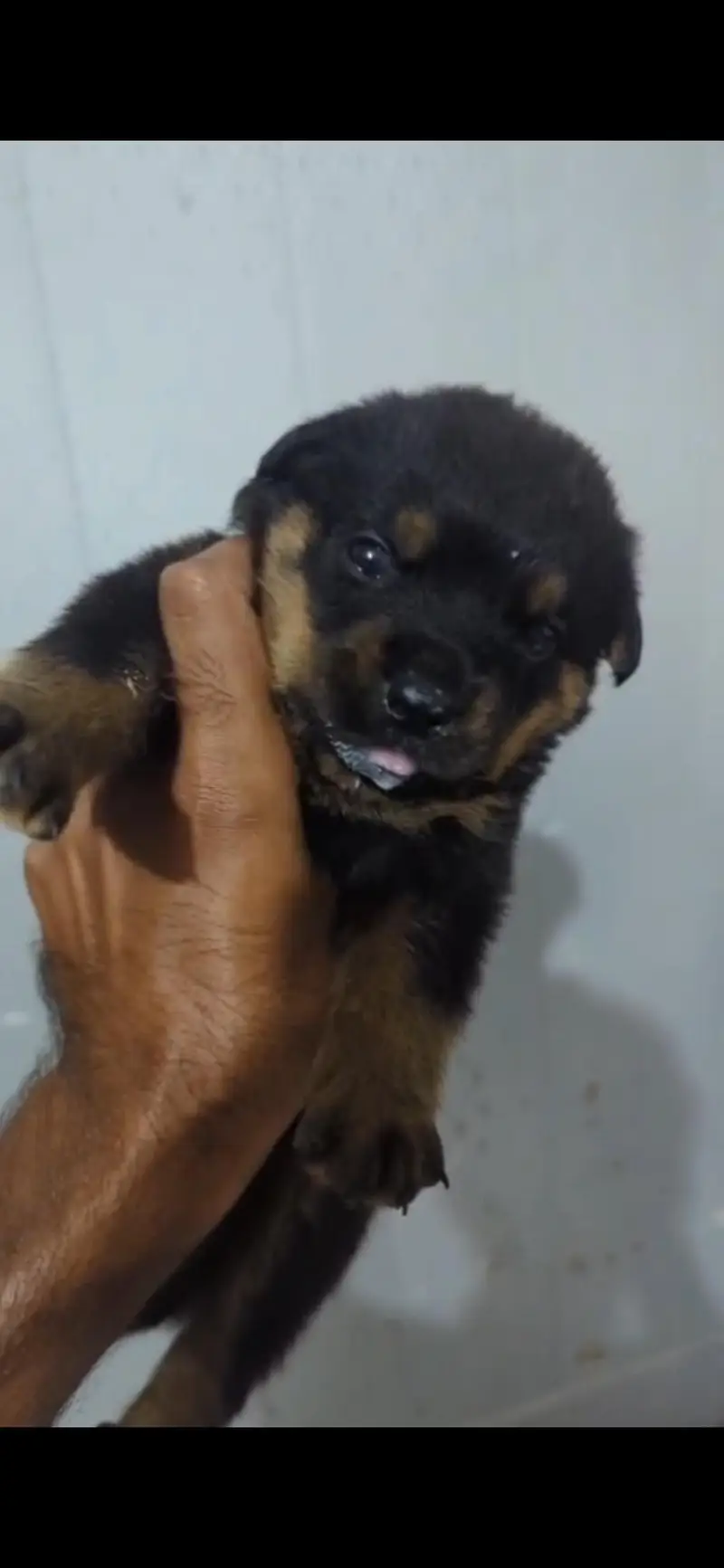 rottweiler female pup from pedigree parents and strong blood lines — photo 3