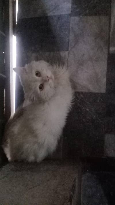 White Male Persian Cat