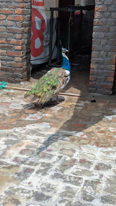 Peacock  male paid