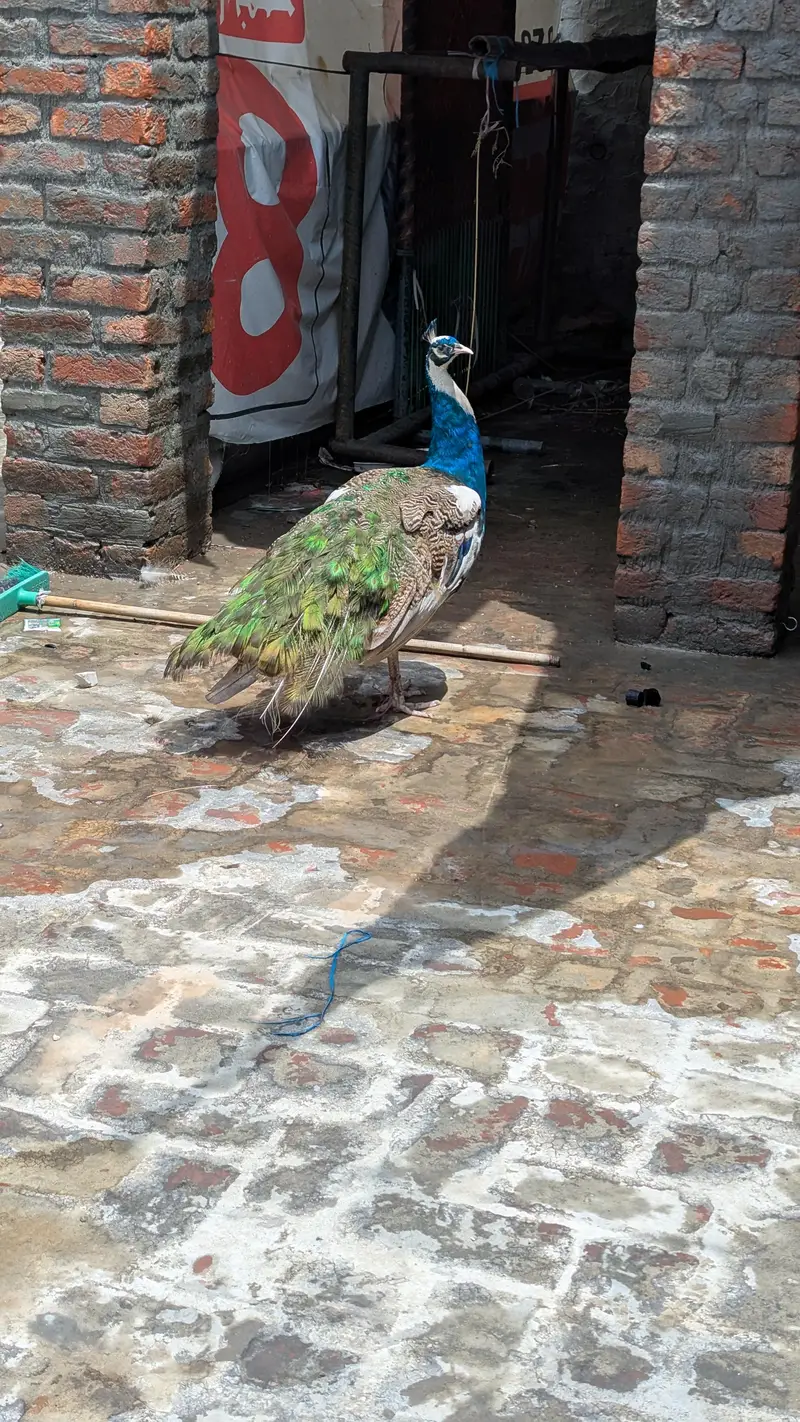 Peacock  male paid