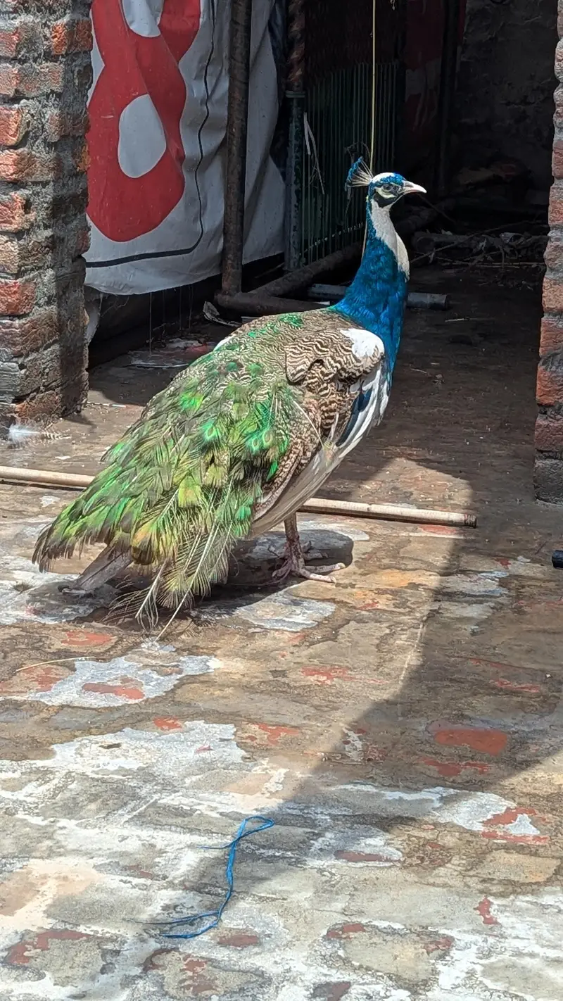 Peacock  male paid — photo 2