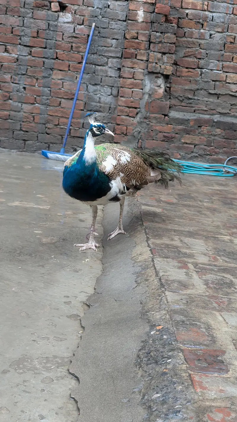 Peacock  male paid — photo 3