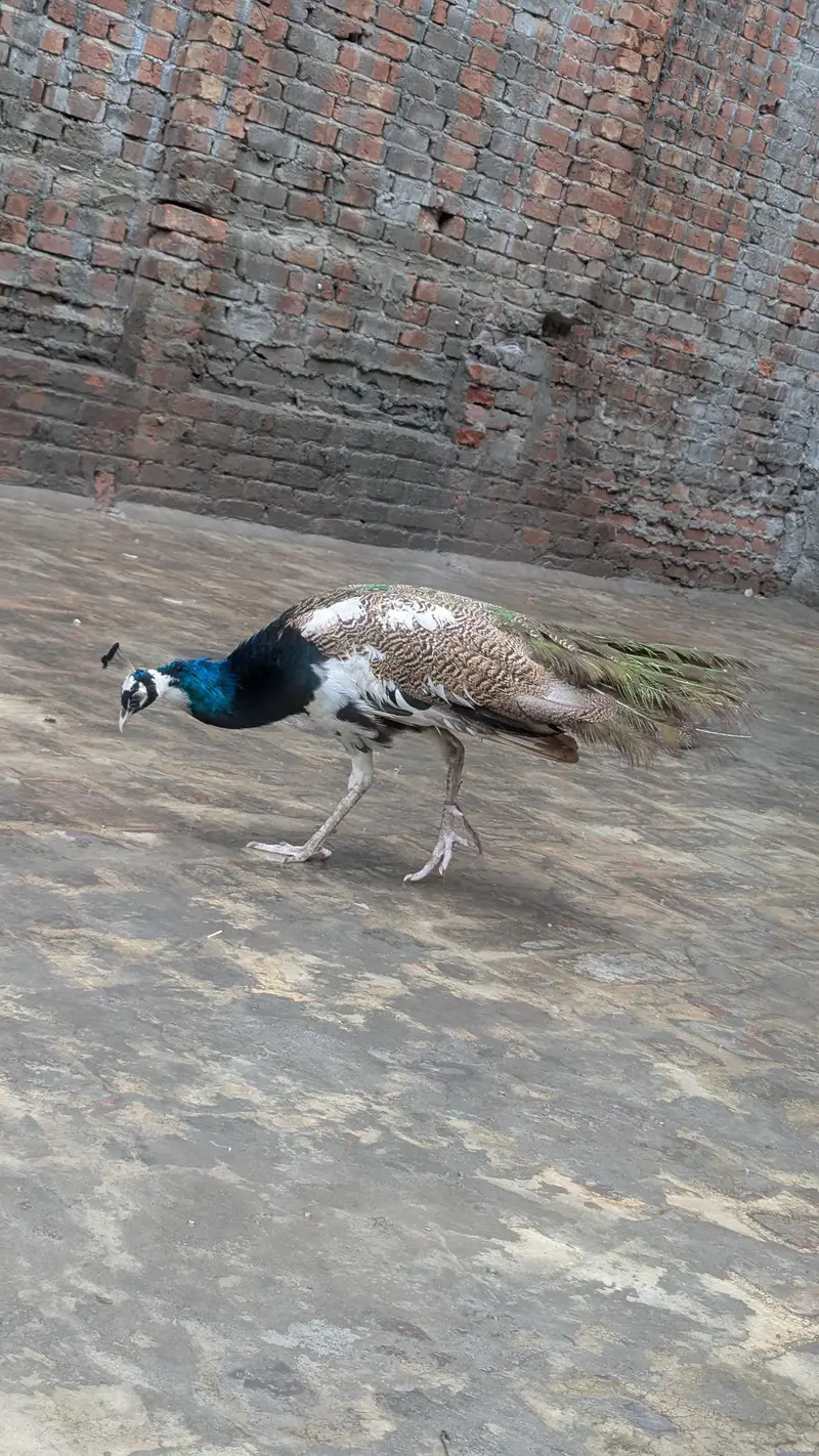 Peacock  male paid — photo 4