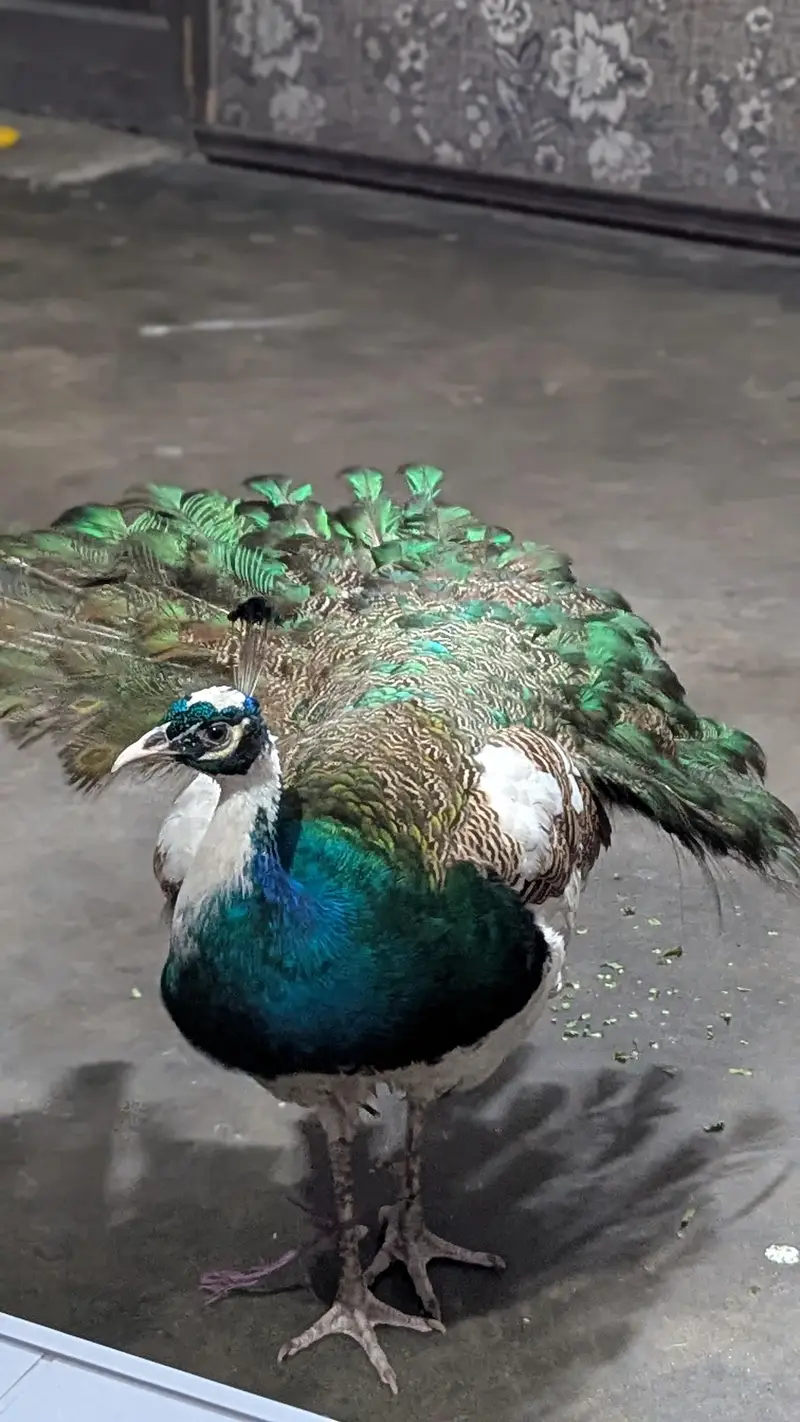 Peacock  male paid — photo 5