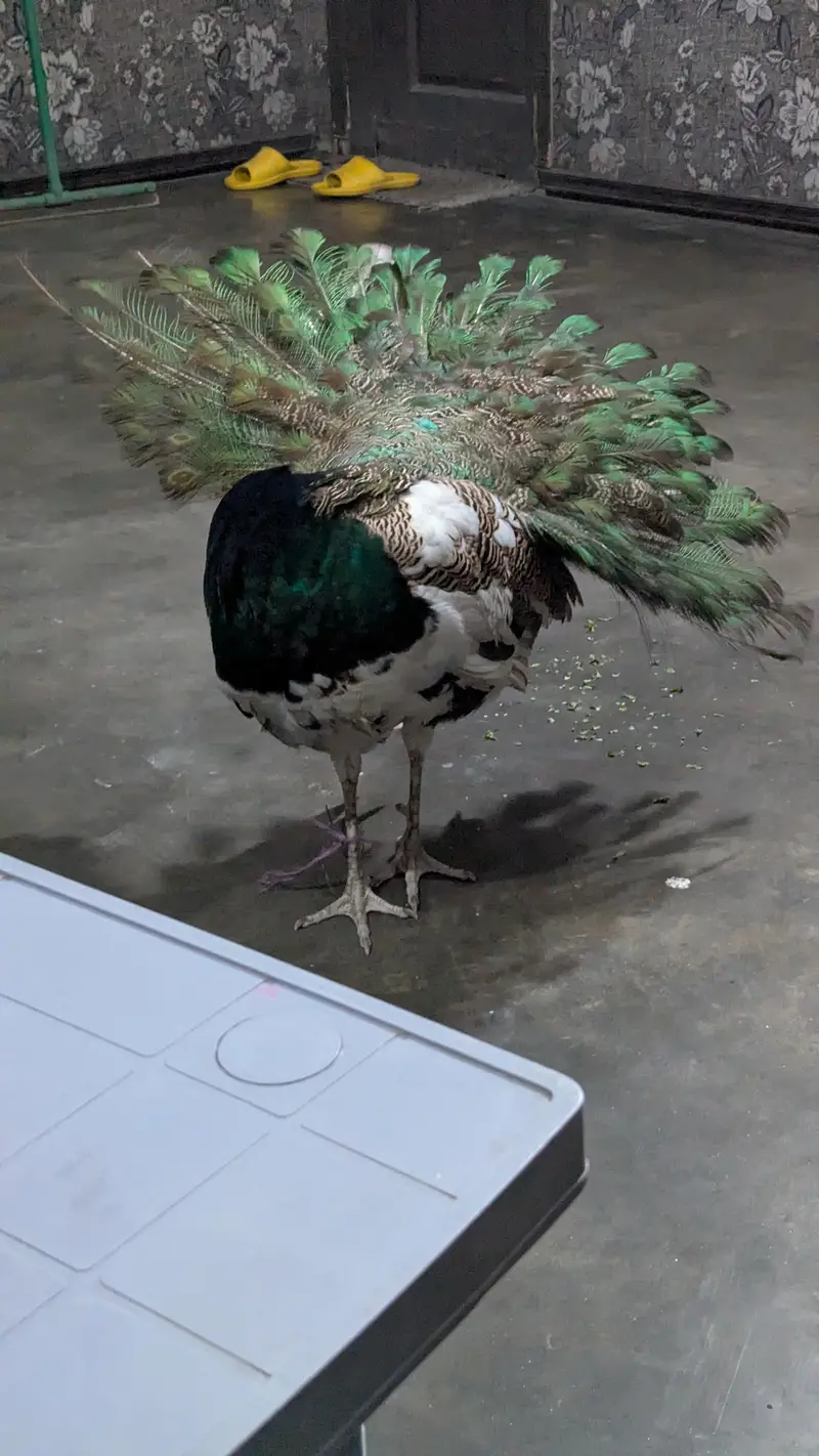 Peacock  male paid — photo 6