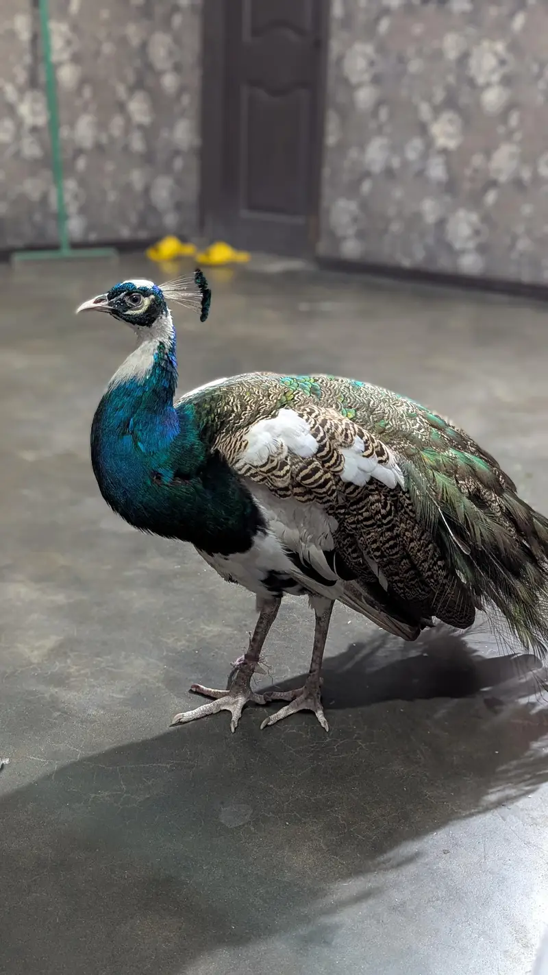 Peacock  male paid — photo 7