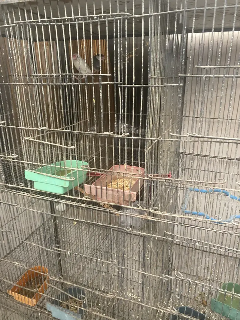 Only cage for sale — photo 3