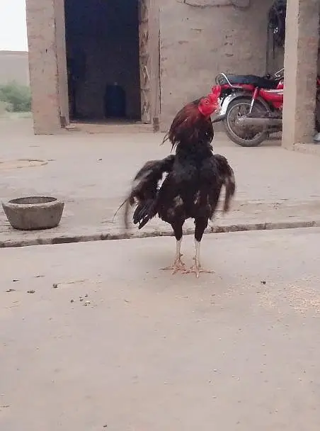 Aseel breeder for sell — photo 2