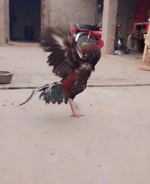 Aseel breeder for sell — photo 3
