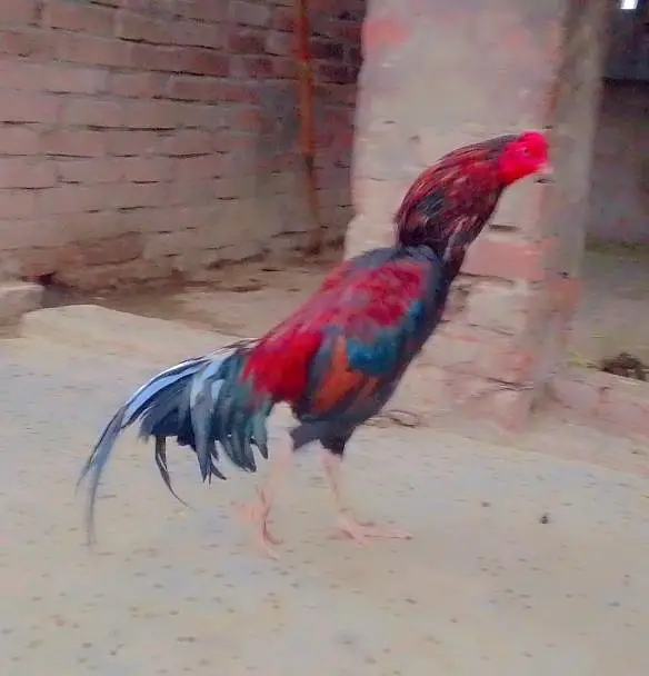 Aseel breeder for sell — photo 4