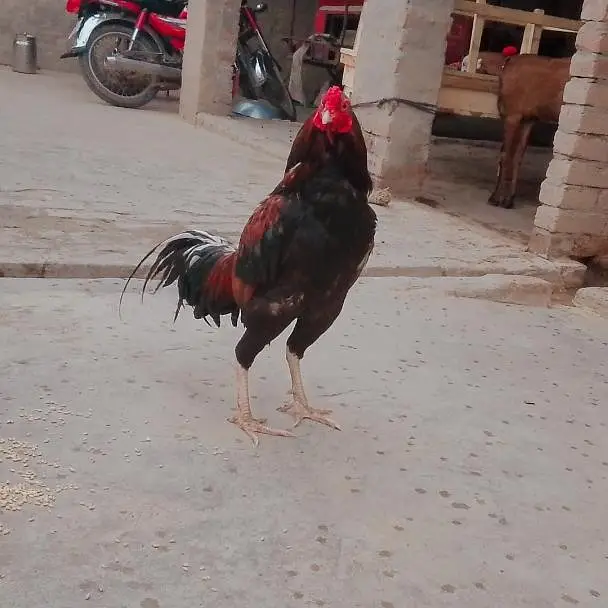 Aseel breeder for sell — photo 5