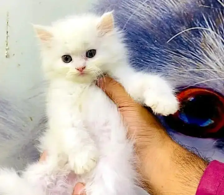 (Persian female kitten) (for sale all) (Pakistan delivery available) — photo 2