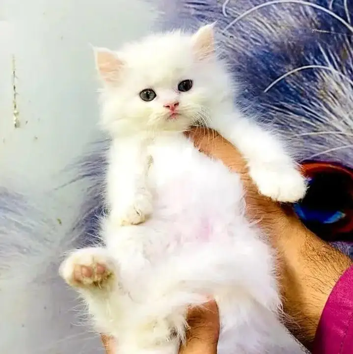(Persian female kitten) (for sale all) (Pakistan delivery available) — photo 5