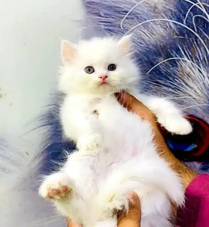 (Persian female kitten) (for sale all) (Pakistan delivery available) — photo 6