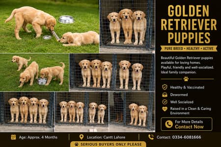 Golden Retriever Puppies for Sale – 4 Months – Lahore Cantt