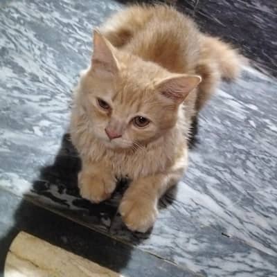 Cute Persian cat sale