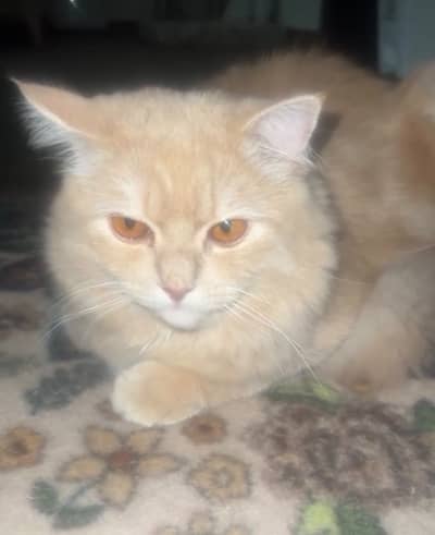 Beautiful Male munchkin cat for sale peshawar only