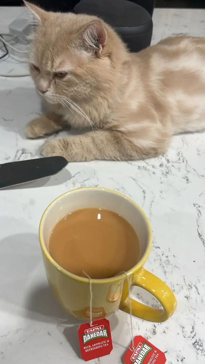 Beautiful Male munchkin cat for sale peshawar only — photo 2