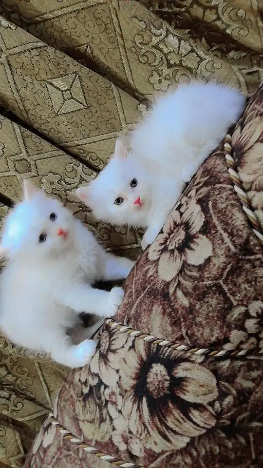 white peeion cats pair 14000 hazar home food est litter traind — photo 2