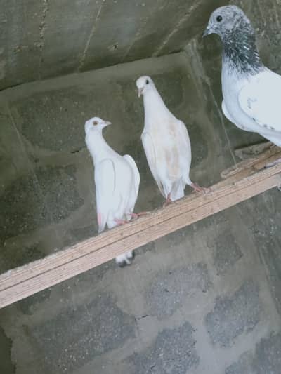 single pics black eyes white eyes kabli available