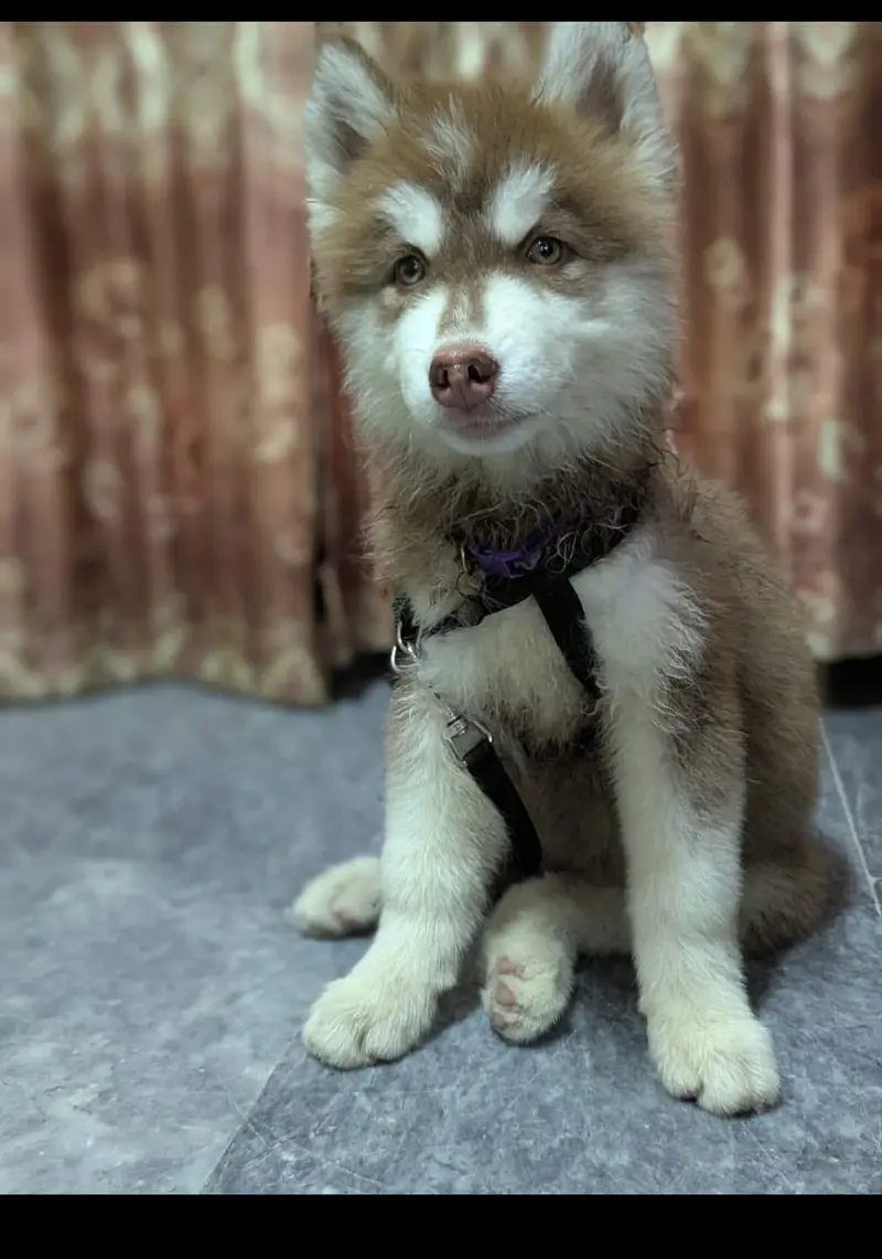 Siberian female husky