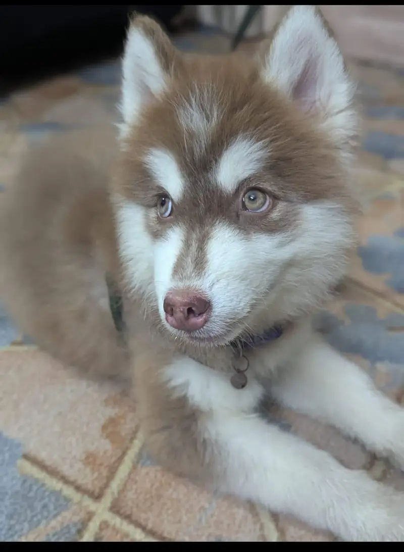 Siberian female husky — photo 2