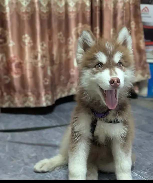 Siberian female husky — photo 3