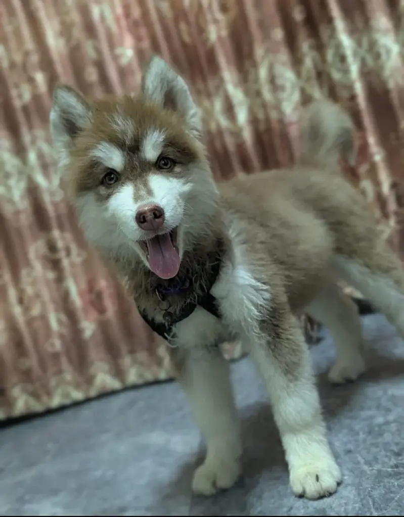 Siberian female husky — photo 4