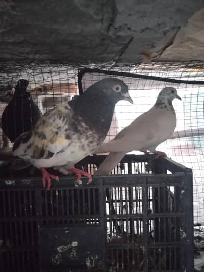 white Indian lakky breeder pair for sale