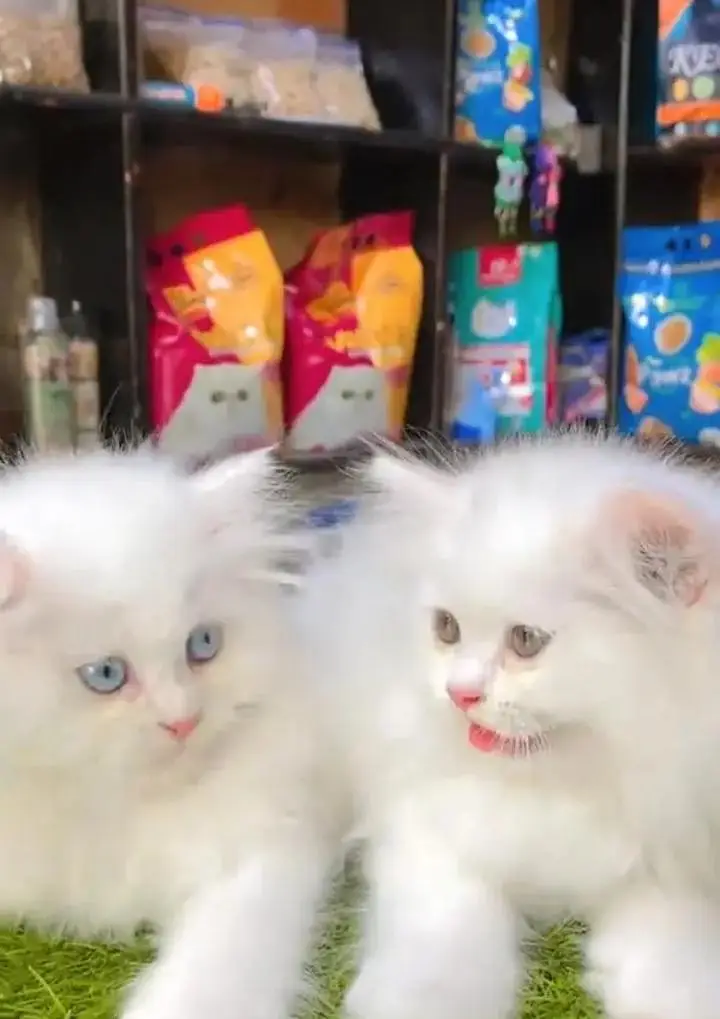 (Persian female kitten) (for sale all) (Pakistan delivery available) — photo 3