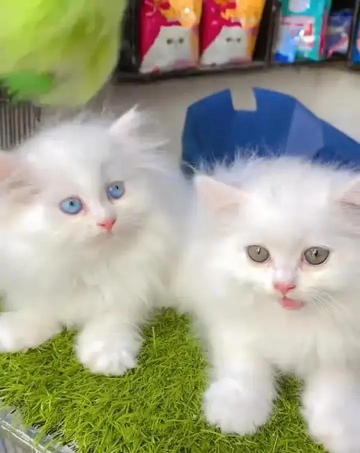 (Persian female kitten) (for sale all) (Pakistan delivery available) — photo 4